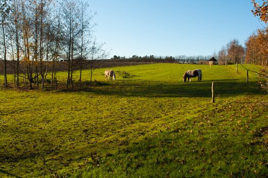 Grazing horses in a farm on a beautiful summer day