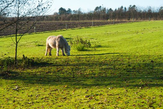 Grazing horse in a farm on a beautiful summer day