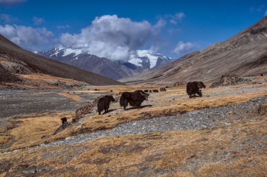 Herd of yaks in Pamir mountains in Tajikistan