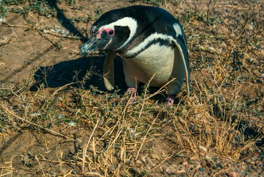 Female Magellanic penguin on the beach in south America   