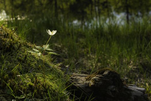 A single white Anemone in moss by a river