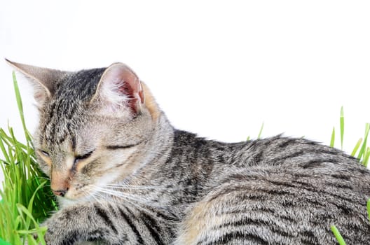 kitten sleeping in grass