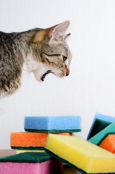 cat and cleaning sponges
