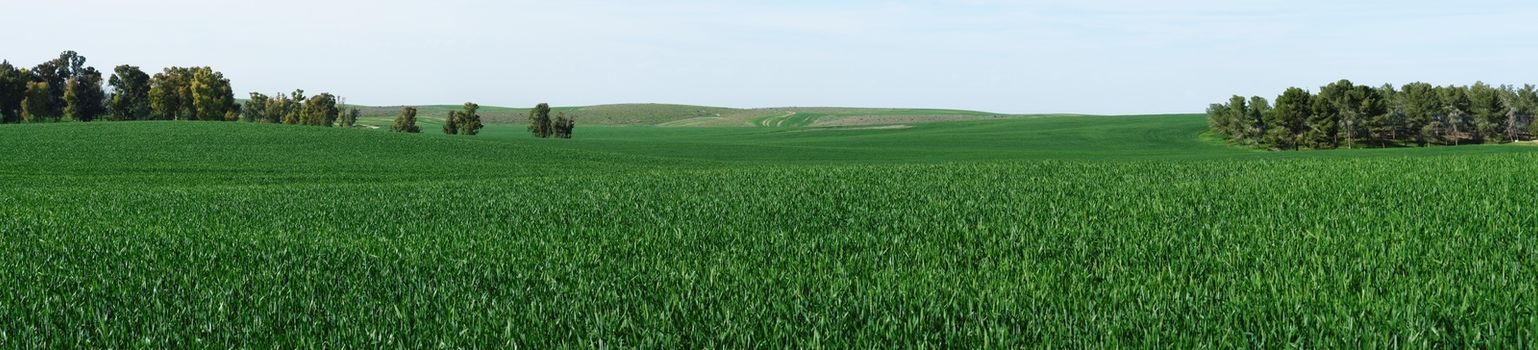 Panorama of green meadows near Dvira, Israel in spring