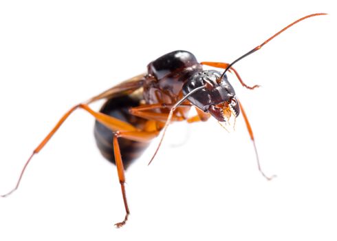 Close up of Black Carpenter Ant or Camponotus pennsylvanicus (winged male) on white background