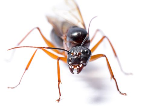 Close up of Black Carpenter Ant or Camponotus pennsylvanicus (winged male) on white background