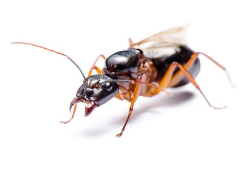 Close up of Black Carpenter Ant or Camponotus pennsylvanicus (winged male) on white background