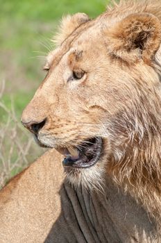Up close portrait of a young male lion, showing only his head and face.