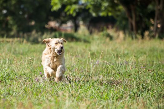 Golden Retriever at running through the fields at full speed, and enjoying herself.