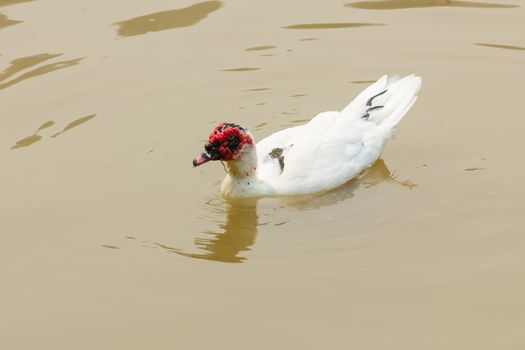 Muscovy Duck - Cairina moschata in river, thailand