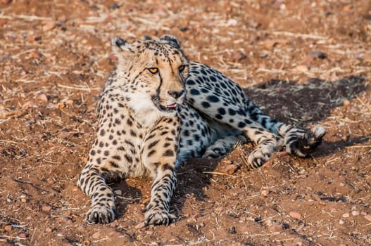 A Cheetah lying on the ground in the bush veld of Namibia completely visible.