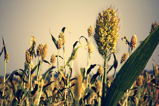 Sorghum bicolor, commonly called sorghum and also known as durra, jowari, or milo, is a grass species cultivated for its grain, which is used for food, both for animals and humans, and for ethanol production.