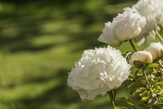 White and light pink peonies against a sun spotted green lawn
