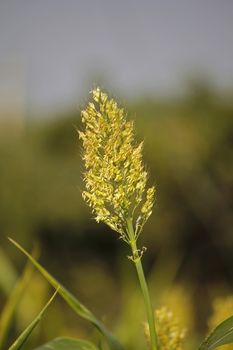 Sorghum bicolor, commonly called sorghum and also known as durra, jowari, or milo, is a grass species cultivated for its grain, which is used for food, both for animals and humans, and for ethanol production.