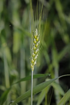 Wheat, Triticum spp.is a cereal grain. This grain is grown on more land area than any other commercial food. wheat is the leading source of vegetable protein in human food, having a higher protein content than other major cereals.