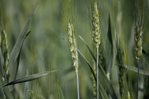 Wheat, Triticum spp.is a cereal grain. This grain is grown on more land area than any other commercial food. wheat is the leading source of vegetable protein in human food, having a higher protein content than other major cereals.