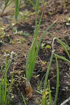 Roots, leaves and developing bulb of onion. The onion, Allium cepa also known as the bulb onion or common onion, is used as a vegetable and is the most widely cultivated species of the genus Allium.