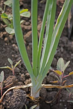 Roots, leaves and developing bulb of onion. The onion, Allium cepa also known as the bulb onion or common onion, is used as a vegetable and is the most widely cultivated species of the genus Allium.