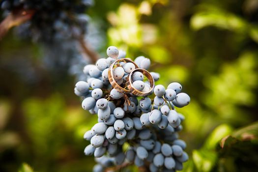 Closeup of blue bunch of grapes hanging on the vine and Golden wedding rings