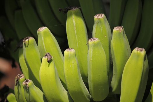 Green Fruits of Banana, Musa × paradisiaca is the accepted name for the hybrid between Musa acuminata and Musa balbisiana. Most cultivated bananas and plantains are triploid cultivars either of this hybrid or of M. acuminata alone. Linnaeus originally used the name M. paradisiaca only for plantains or cooking bananas