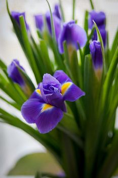 Close up of purple iris flower outdoor