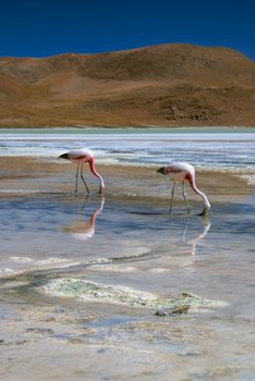 Flamingos in salty shallow lake in bolivian desert near Salar de Uyuni