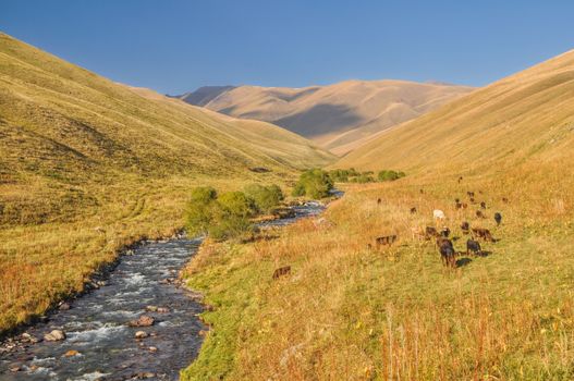 Scenic valley with herd of livestock in green grasslands in Kyrgyzstan