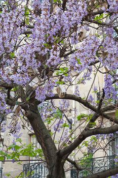 Book hang on a flowering tree with blue flowers France, Paris