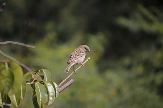 The house sparrow, Passer domesticus is a bird of the sparrow family Passeridae, found in most parts of the world