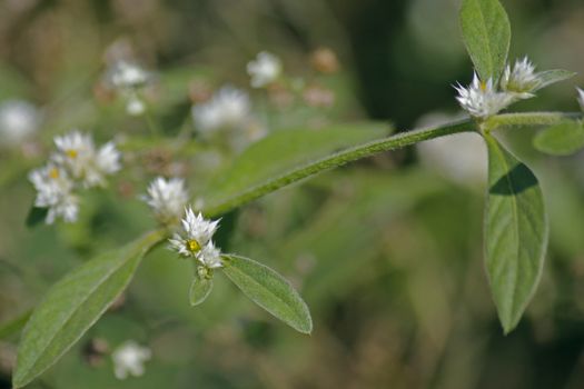 Sanguinarea, Alternanthera ficoidea is a perennial herb