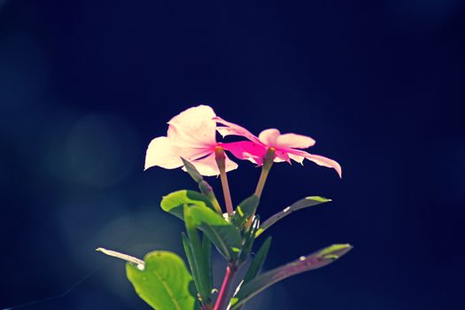 atharanthus roseus, commonly known as the Madagascar periwinkle, is a species of Catharanthus