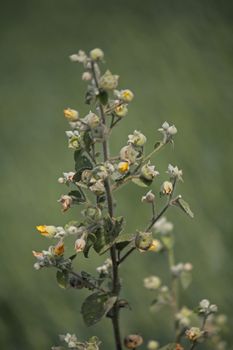 Ragged Mallow is an erect perennial herb or shrub