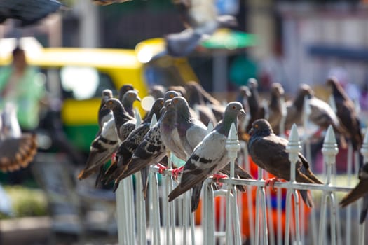 Gray pigeons sitting on the metal fence