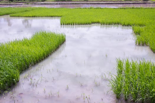 rice field in thailand with copyspace