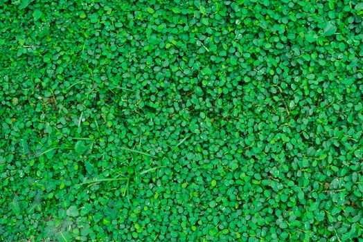 Green Leaf Weed Plant Background on backyard