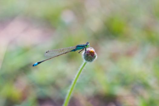 colorful dragonfly on a meadow
