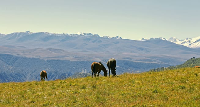 Horses On The Autumn Caucasus Meadow