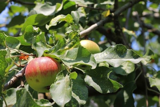 Green And Red Apple Hanging On Tree against blue sky