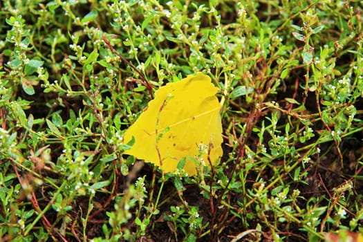 Yellow fallen leaf laying in the wet green grass
