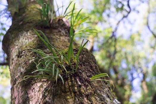 many green parasitic on tree trunk look abundant natural