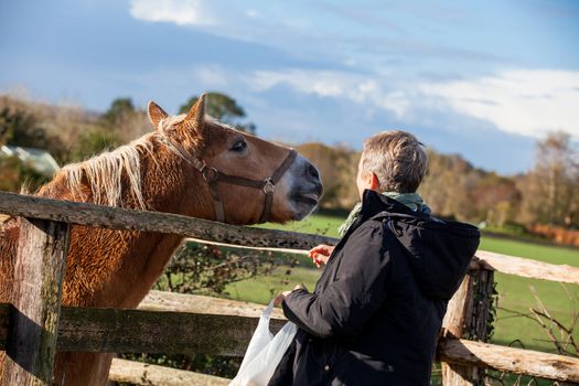 Elderly couple laughing and having fun petting a horse in a paddock on a cold sunny winter day as they enjoy the freedom of their retirement