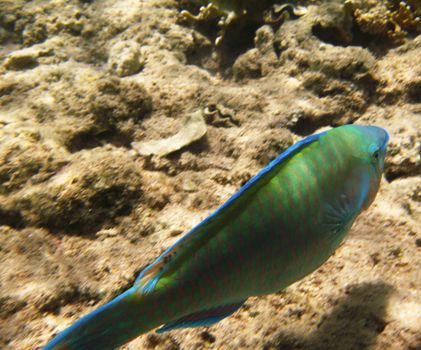Tropical exotic fish underwater. The pseododax moluccanus