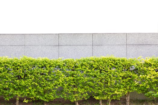 brick fence behind decorative garden isolated on white background.
