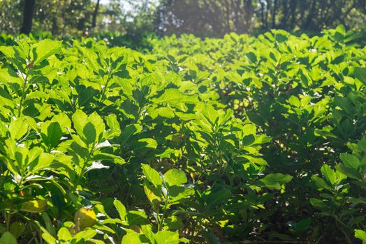 grean tea leaf photosynthesize in a sunny day among garden