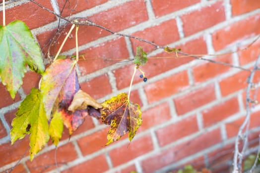 Maple leaf climbing on brown brick wall