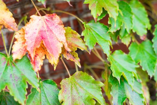 Maple leaf climbing on brown brick wall