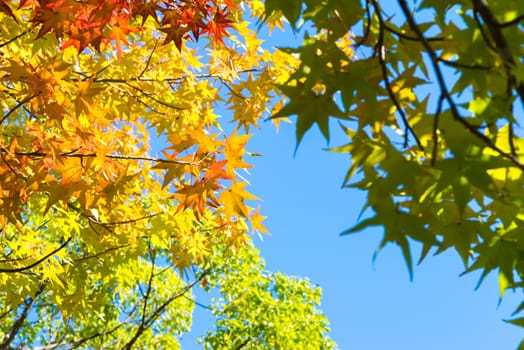 Autumn maple leaves on a nice sunny day, sky in the background