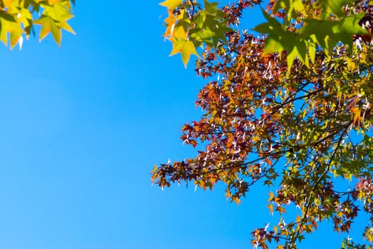 Autumn maple leaves on a nice sunny day, sky in the background