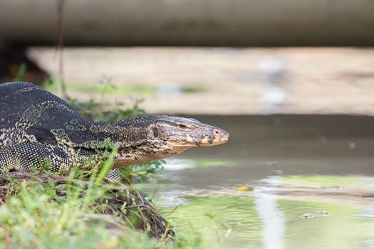 Closeup of monitor lizard - Varanus on green grass focus on the varanus eye