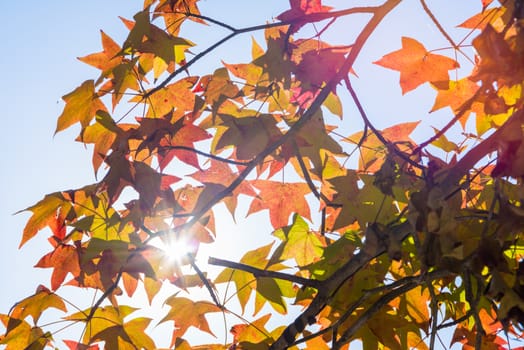 Autumn maple leaves on a nice sunny day, sky in the background